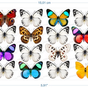 Pode incluir: Uma folha de 12 adesivos de borboleta coloridos, cada um medindo aproximadamente 3,8 cm de largura. As borboletas são de várias cores, incluindo branco, preto, laranja, azul, roxo, vermelho e verde.