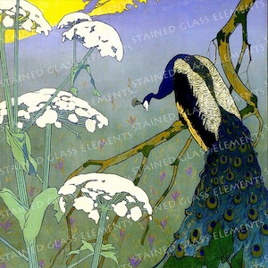 May include: A peacock with blue and green feathers perches on a branch with white flowers in the background.