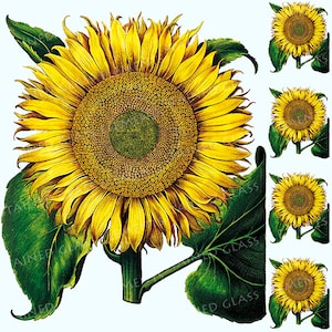 Könnte beinhalten: Eine große gelbe Sonnenblume mit grünen Blättern. Die Sonnenblume ist in voller Blüte und hat eine große, runde Mitte. Die Sonnenblume ist vor einem weißen Hintergrund isoliert.