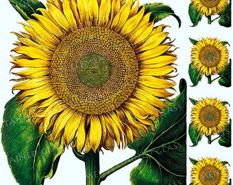 Sunflower ceramic decal, sunflower ceramic transfer, flora decal, sunflower, botanic ceramic transfer, yellow,  1400-1562 ºF, 750-850ºC