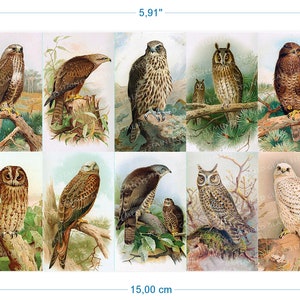 Pode incluir: Uma ilustração vintage apresentando dez tipos diferentes de corujas e falcões. As aves são retratadas em um estilo realista com penas e marcas detalhadas. As ilustrações são definidas contra um pano de fundo de folhagem verde exuberante e galhos.