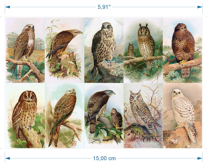 Birds of Prey ceramic decals waterslide transfers for decoration of ceramics glassfusing enameling firing temp 720-800 ºC or 1328-1472 ºF