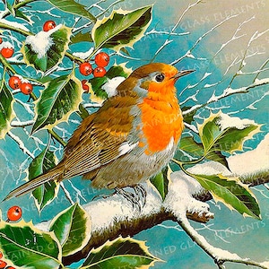 May include: A robin perched on a snow-covered branch with red berries and green holly leaves. The bird has a bright orange breast and a brown back.