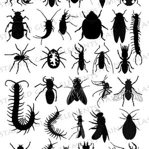 Può includere: Una collezione di immagini in silhouette nera di vari insetti, tra cui uno scorpione, scarabei, ragni, mosche e millepiedi.