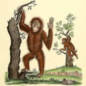 May include: An illustration of two orangutans, one standing on its hind legs and holding onto a tree branch, the other sitting on a tree branch. The orangutans are brown and have long fur. The background is a light cream color.