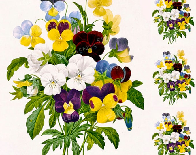 Pansy ceramic decal, pansies ceramic decal, pansy decal, pansies, flower decal, pansies ceramic transfer, botanical, 1400-1562 ºF, 750-850ºC