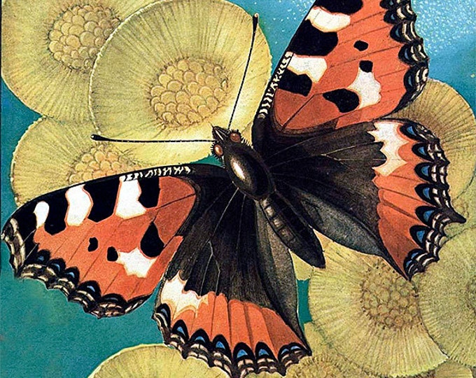 Ceramic decal, butterfly, ceramic transfer, 1400-1562 ºF, 750-850ºC, decals pendants, decals for pottery, decals for beads, decals enameling