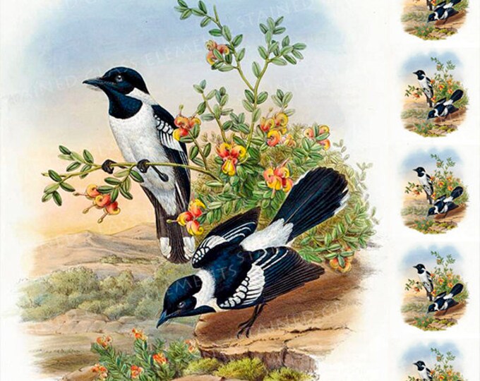 Magpie ceramic decal, decals fusible, magpie, fusible transfers, glass decals, decals, bird ceramic transfer, bird ceramic decal, セラミックデカール