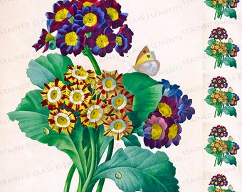 Primula ceramic decals Anemone fusible transfers for decoration of ceramics glassfusing glass tiles and enameling botanical vintage flowers