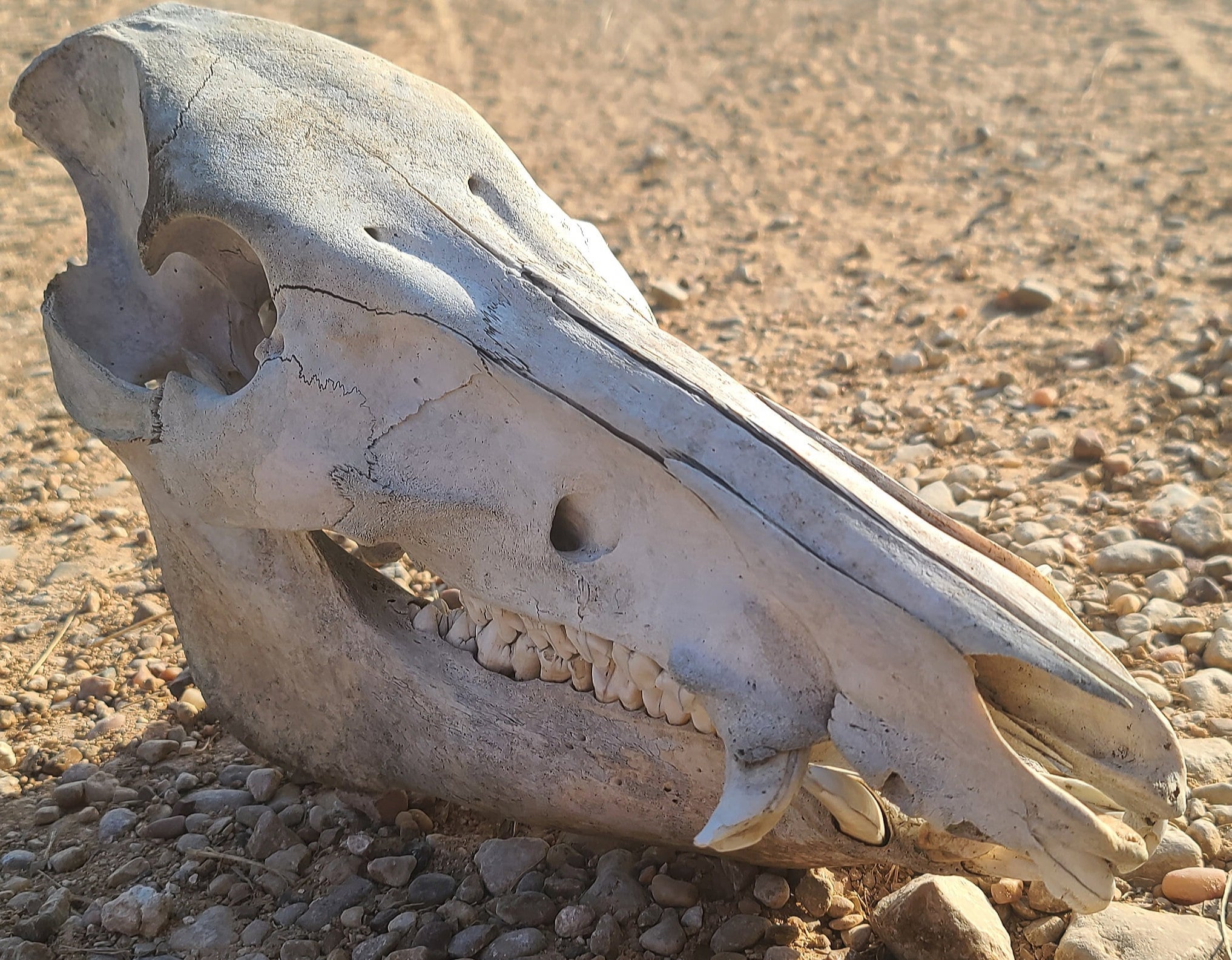 Wild hog skull | Etsy