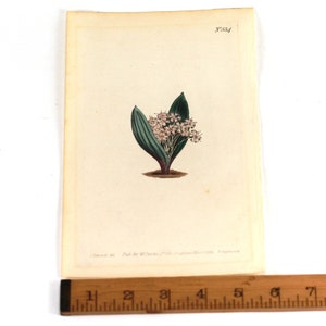 Vintage Hand-Colored Etching Print S Edwards del Published by W. Curtis St. Geo Crefcent March 1 1802 F Sanfom sculp Number 554