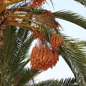 Norfolk Island Pine Araucaria Heterophylla30 Seeds Etsy Norfolk Island Pine Araucaria Heterophylla30 Seeds Etsy
