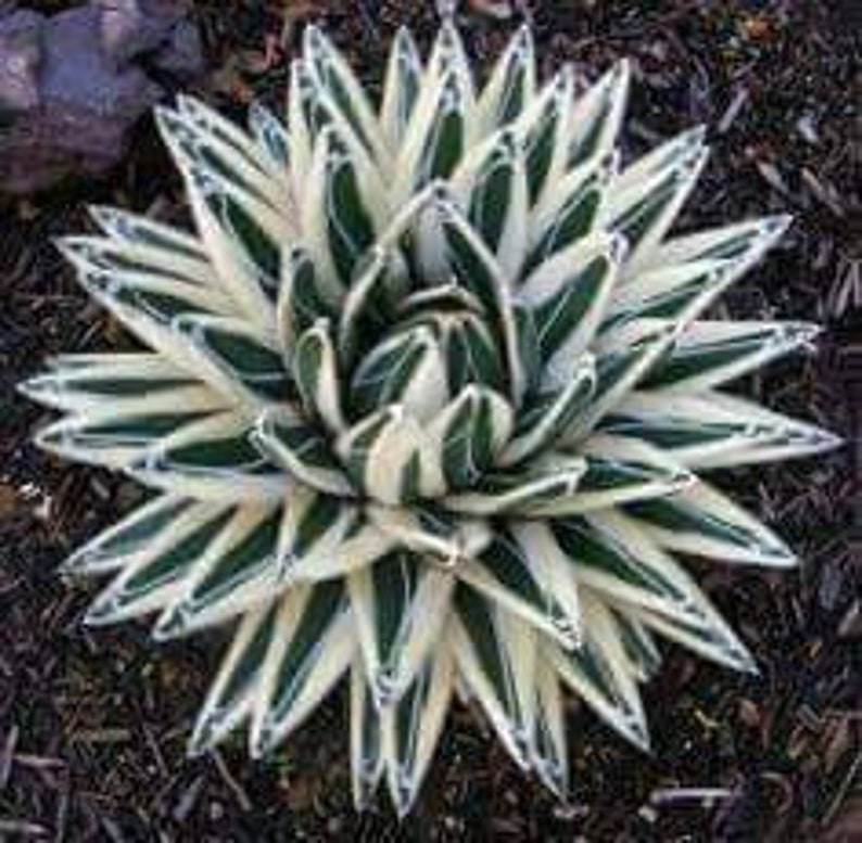 Agave Victoriae reginae White queen 50 seeds