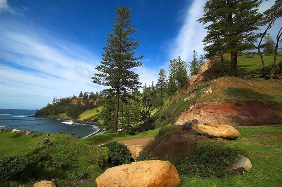 Norfolk Island Pine Araucaria Heterophylla30 Seeds Etsy Norfolk Island Pine Araucaria Heterophylla30 Seeds Etsy