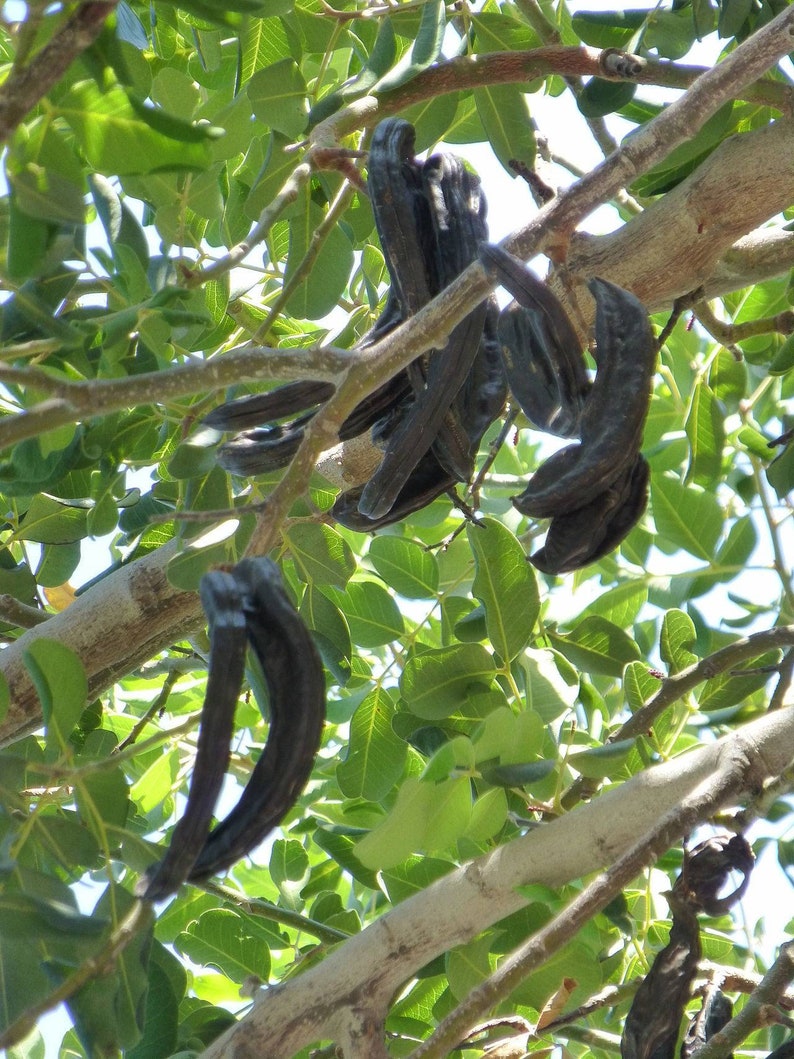 Carob tree Ceratonia siliqua 200 seeds Etsy