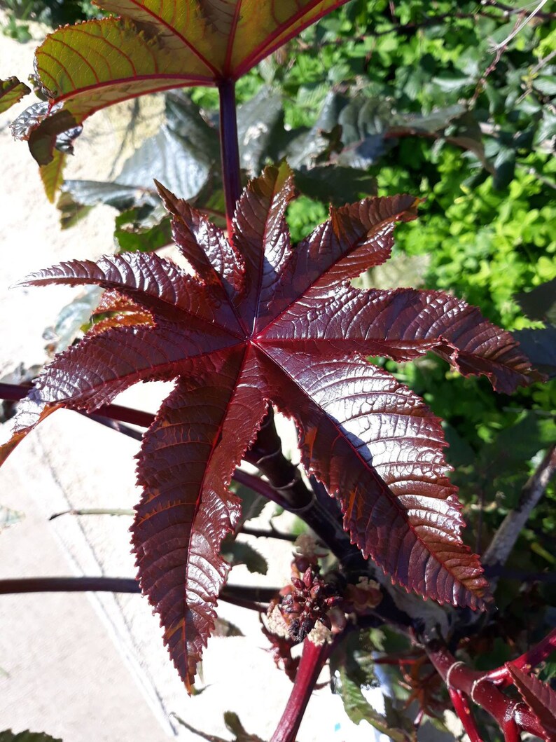 Ricinus communis Red Giant Castor oil plant 100 Etsy