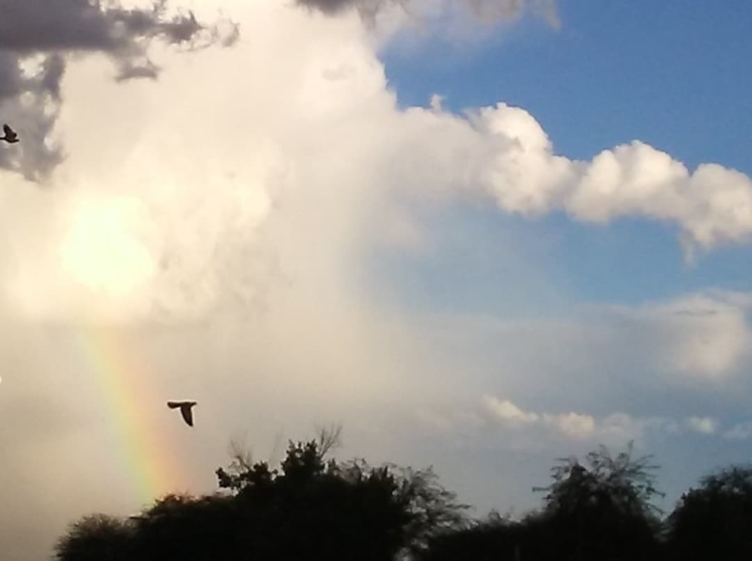 Sonoran Desert Rainbow Photograph: After a Storm - Etsy