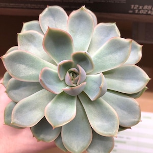 Mixed selection of 15 succulent leaves ready for propagation, unnamed succulent bundle