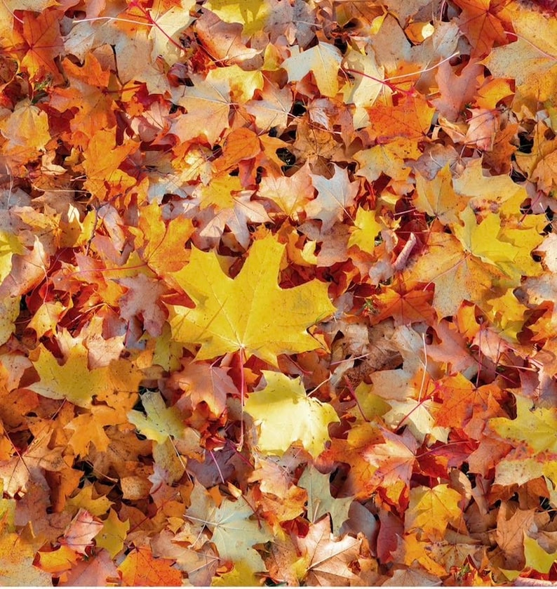 May include: A close-up image of a pile of fallen autumn leaves in various shades of yellow, orange, and brown. The leaves are mostly maple leaves, with some oak leaves mixed in. The leaves are scattered randomly on the ground, creating a colorful and textured surface.