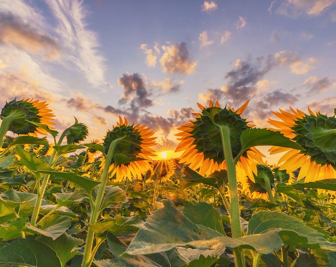 Sunflowers watching the sunrise - Various Prints