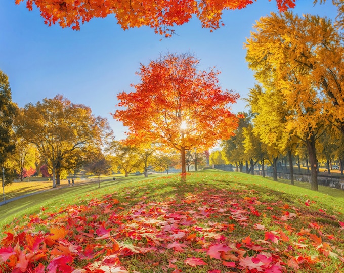 Fall glory in Pittsburgh - Pittsburgh Prints