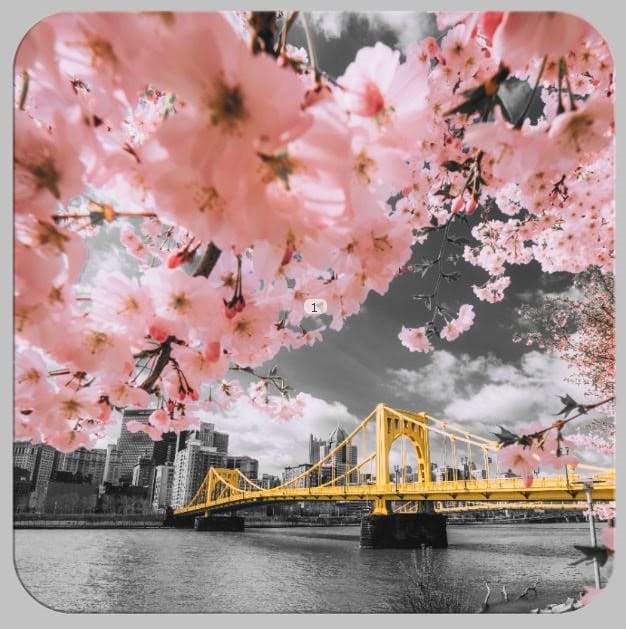 Cherry Blossoms in Pittsburgh Pittsburgh Coaster Set