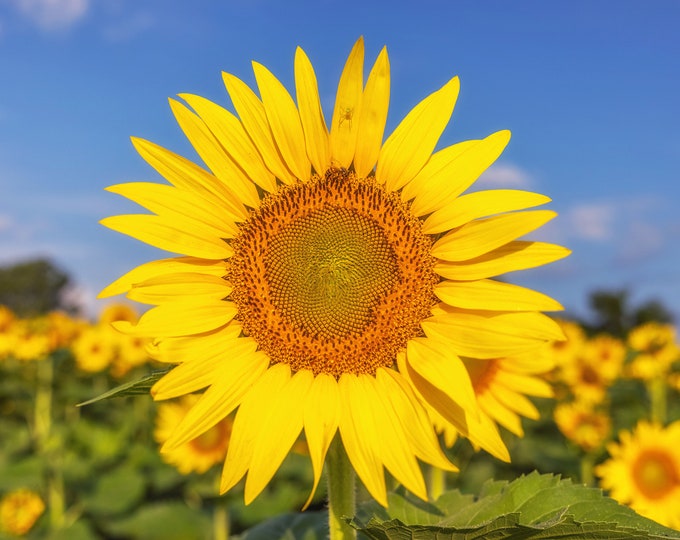 Visitors on the sunflower at dawn - Various Prints