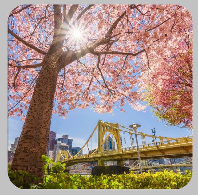 Cherry Blossoms in Pittsburgh Pittsburgh Coaster Set