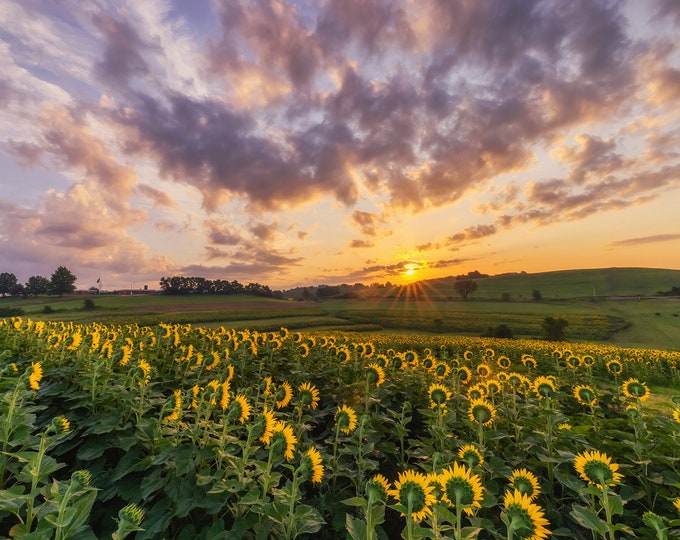 Sunrise over sunflowers - Various Prints