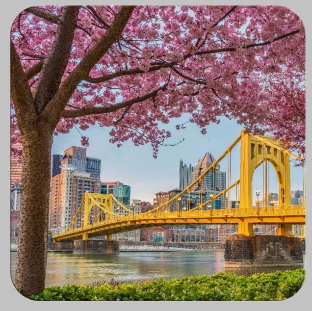 Cherry Blossoms in Pittsburgh Pittsburgh Coaster Set