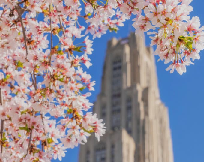 Flowers frame the Cathedral of Learning on Pitt's campus - Univeristy of Pittsburgh - Various Prints