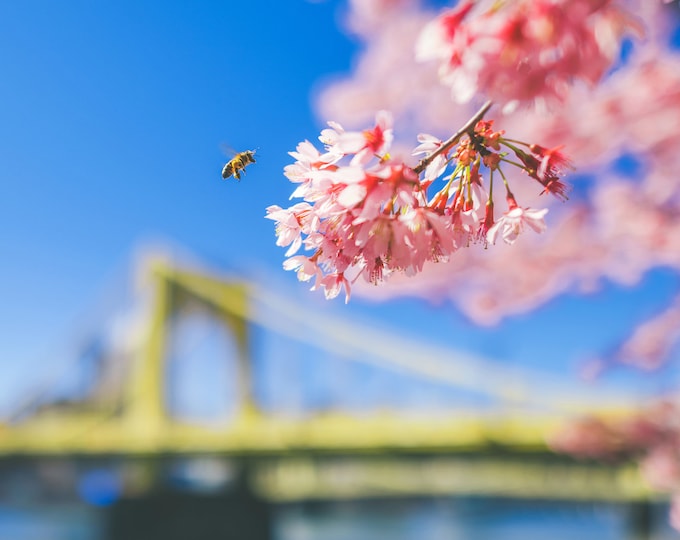 A bee and a flower - Pittsburgh skyline - Various Prints