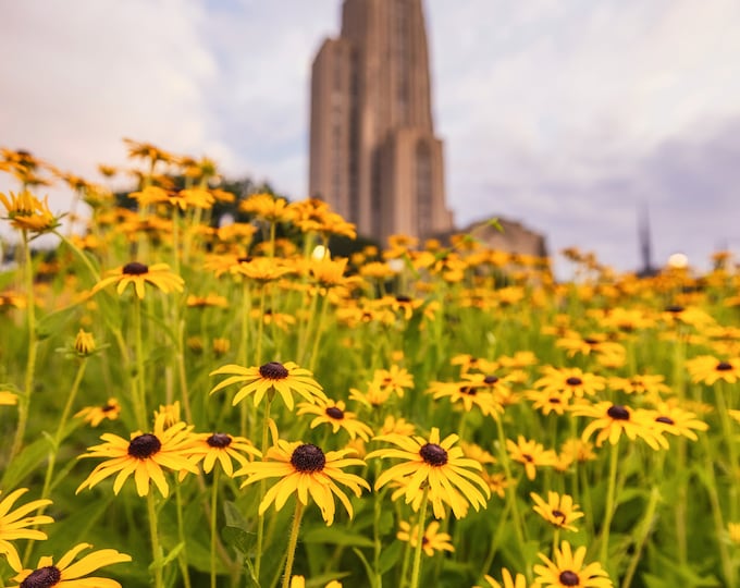 Flowers and the Cathedral of Learning - Univeristy of Pittsburgh - Various Prints