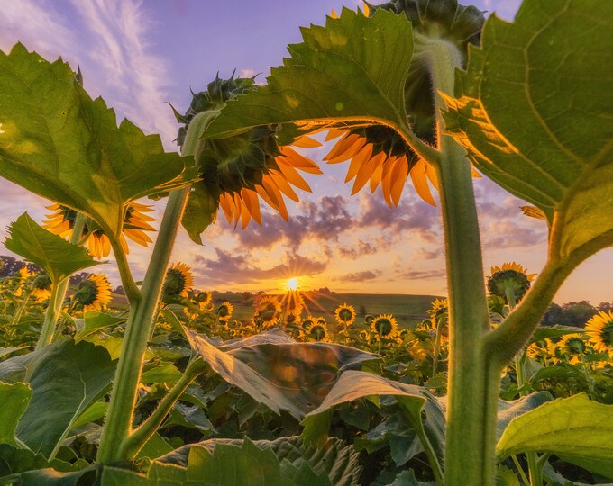 Sunflowers framing the sunrise - Various Prints