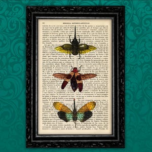 Insects Colorful Art Print Insect Wall Poster Gift Dorm Room Print Gift Print Wall Decor Poster Dictionary Print Animal Art Print 23-Nº6 image 1