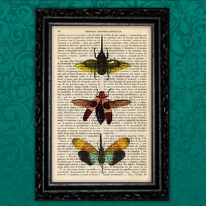 Könnte beinhalten: Eine Vintage-Buchseite mit Illustrationen von Insekten. Die Insekten sind ein Käfer, ein Schmetterling und eine Libelle. Die Insekten sind in Grün-, Gelb-, Braun- und Rottönen gefärbt. Der Text auf der Seite ist in Spanisch.