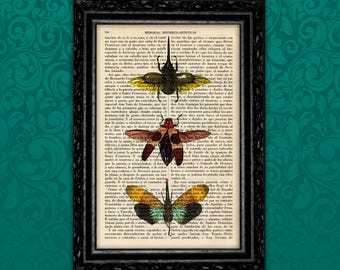 Insects Colorful Art Print Insect Wall Poster Gift Dorm Room Print Gift Print Wall Decor Poster Dictionary Print Animal Art Print (23-Nº6)