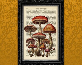 Mushroom Botanical Art Print Antique Wild Mushrooms Vintage Poster Dorm Room Print Gift Wall Decor Poster Dictionary Garden Wall (12-Nº1)