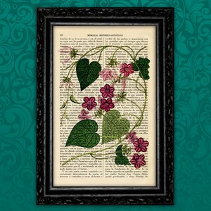 May include: A vintage botanical illustration of a pink and white flower with green leaves printed on a page of an old book. The text on the page is in Spanish.