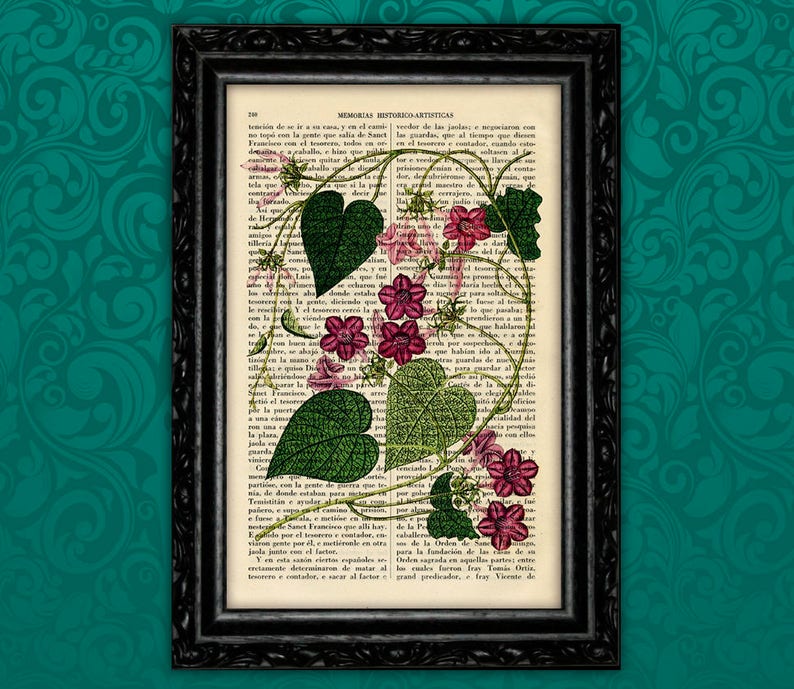 May include: A vintage botanical illustration of a pink and white flower with green leaves printed on a page of an old book. The text on the page is in Spanish.