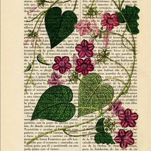 May include: A vintage illustration of a pink and white flower with green leaves, printed on a page of text from a book about the history of art. The text describes the capture of a Spanish treasurer and the events that followed.