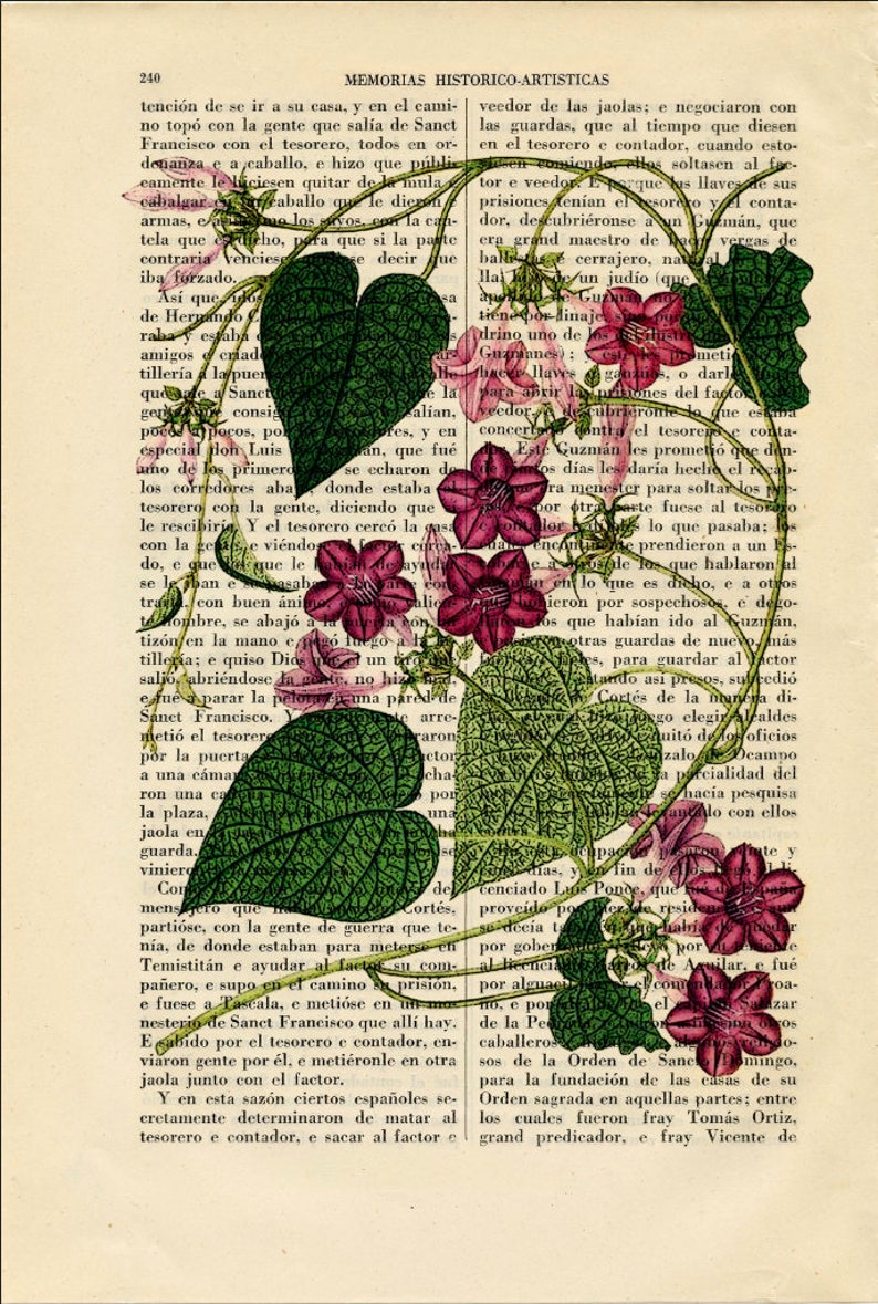 May include: A vintage illustration of a pink and white flower with green leaves, printed on a page of text from a book about the history of art. The text describes the capture of a Spanish treasurer and the events that followed.
