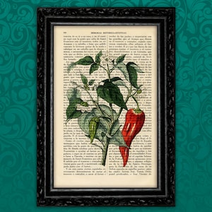 Botanical Chili Print Kitchen Decor Antique Flower Vintage Kitchen Poster Print Gift Vintage Wall Decor Poster Garden Decor (12-Nº11)