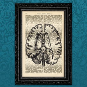 May include: A vintage anatomical illustration of the human brain printed on a page from an old book. The brain is depicted in black and white with intricate details of its structure. The surrounding text is in Spanish.