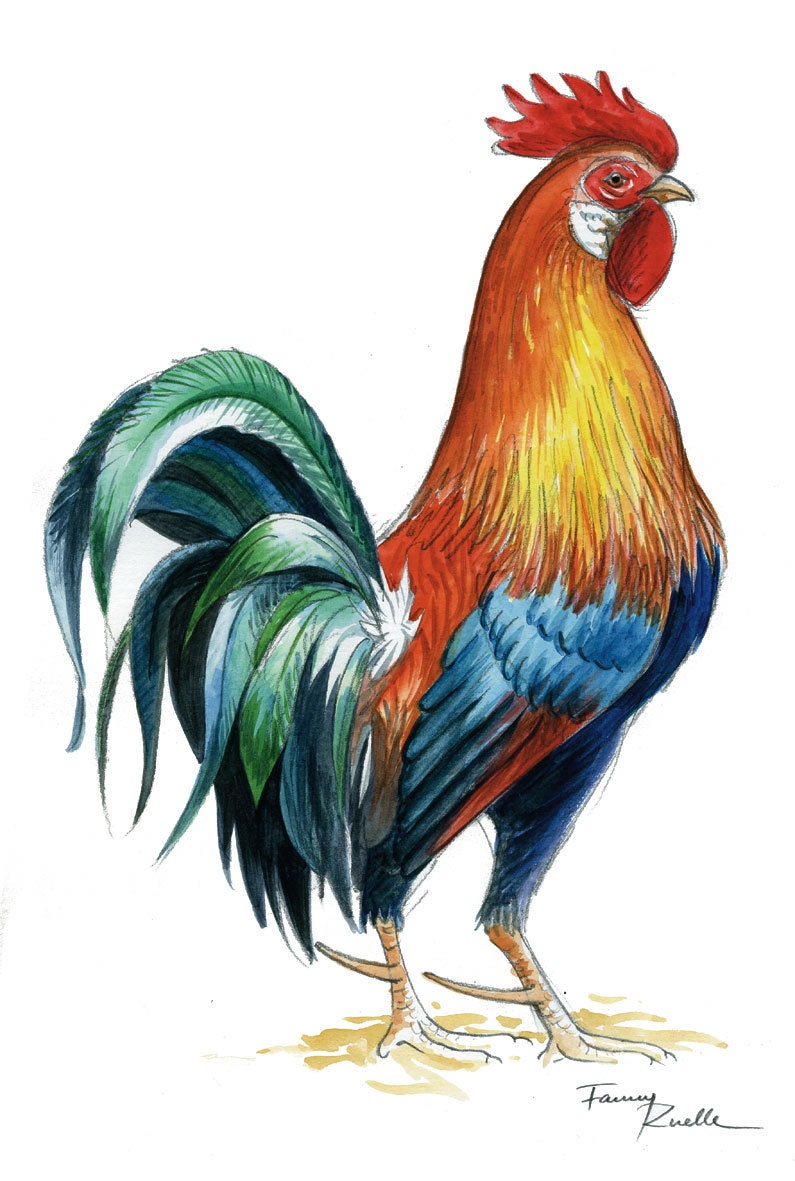 Gallic Rooster in Watercolor - Etsy
