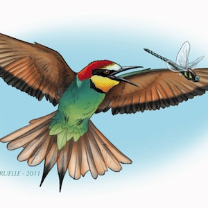 European bee-eater