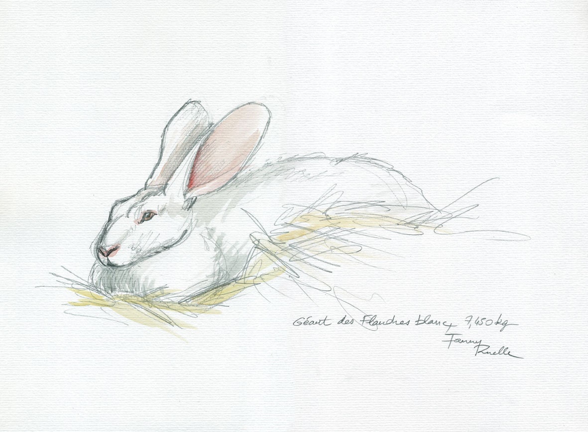 Lapin Geant Des Flandres Blanc Aquarelle Sur Le Vif Etsy