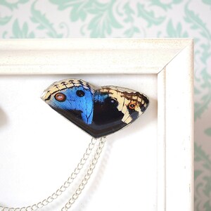 May include: A white frame with two butterfly brooches hanging from a silver chain. The butterflies are blue, black, and white.