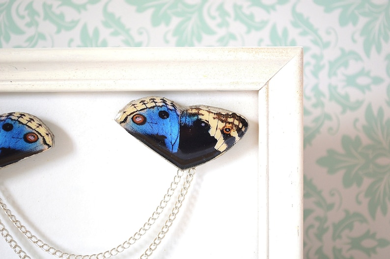 May include: A white frame with two butterfly brooches hanging from a silver chain. The butterflies are blue, black, and white.