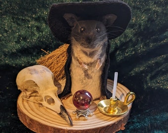 Witch mouse taxidermy